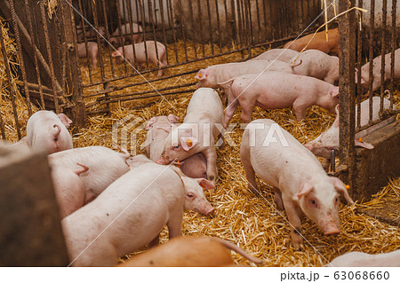 young pigs and piglets in barn livestock farm 63068660