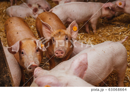 young pigs and piglets in barn livestock farm 63068664