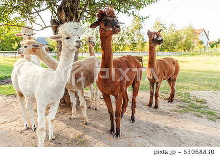 Cute alpaca with funny face relaxing on ranch in 63068830