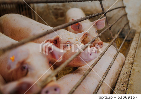 pigs pigs farming at livestock farm. pigs pigs farming at livestock farm. 63069167