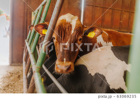 cows grazing in stable beef production cows grazing in stable beef production 63069235