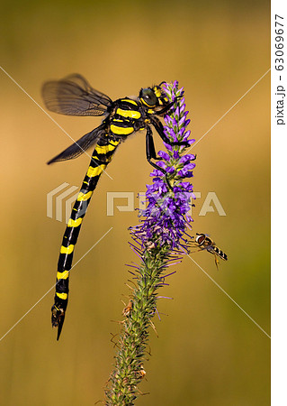 Golden ringed dragonfly sitting on a violet wildflower Golden ringed dragonfly sitting on a violet wildflower 63069677