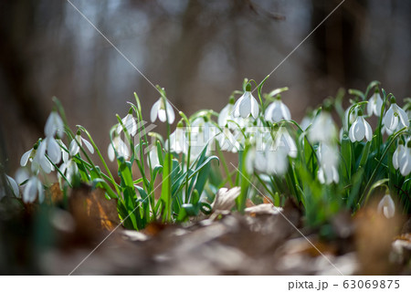 Close up of snowdrop flowers Close up of snowdrop flowers 63069875