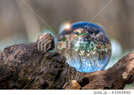 Close up of blooming snowdrop reflected in a lens 63069890
