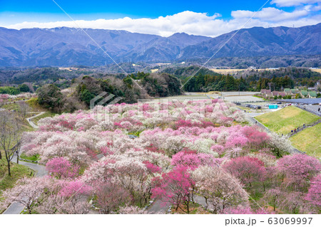 いなべ市農業公園 満開の梅林公園 いなべ市農業公園 満開の梅林公園 63069997