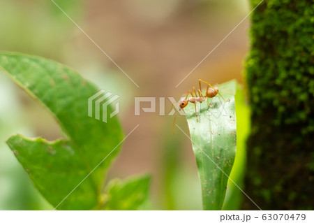 red ants walk alone adventure red ants walk alone adventure 63070479
