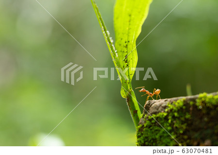 red ants walk alone adventure red ants walk alone adventure 63070481