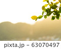 branch and leaf with sunset. 63070497