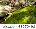 moss on stone 63070498