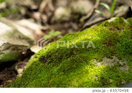 moss on stone 63070498