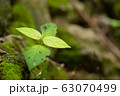 Small leaf growing up 63070499