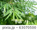 bamboo leaf in sun light 63070500