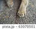 claw of cat 63070501