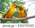 Parrot kissing couple 63070505
