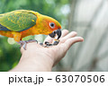 parrot on hand eating Pumpkin seed 63070506