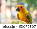 Yellow Parrot 63070507