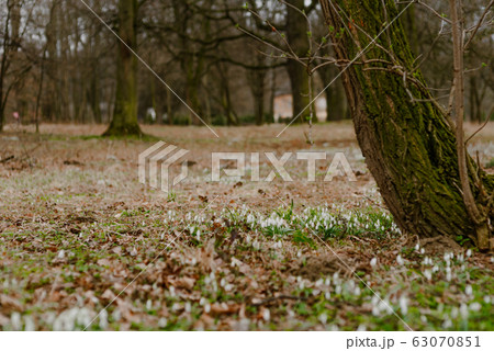 growing snowdrops in spring in park growing snowdrops in spring in park 63070851