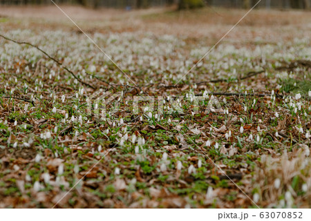 growing snowdrops in spring in park 63070852