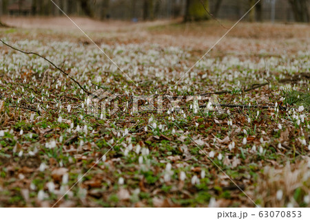 growing snowdrops in spring in park 63070853