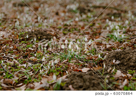 First Flowers in Spring - Snowdrops Growing on a meadow. 63070864