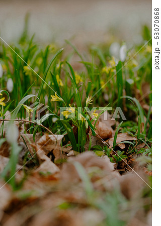 growing snowdrops in spring in park 63070868