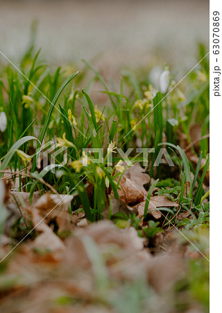 growing snowdrops in spring in park 63070869