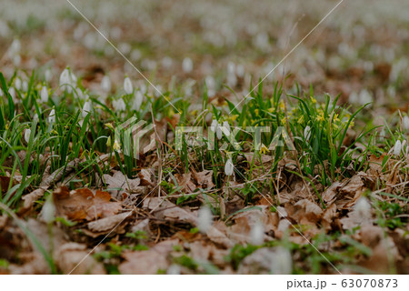 growing snowdrops in spring in park growing snowdrops in spring in park 63070873