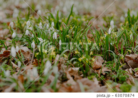 growing snowdrops in spring in park 63070874