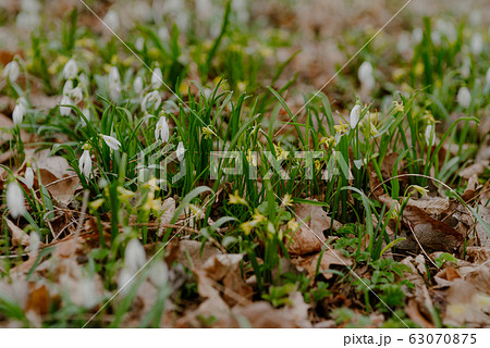 growing snowdrops in spring in park 63070875