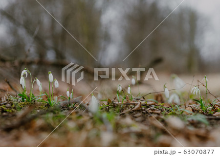 growing snowdrops in spring in park 63070877