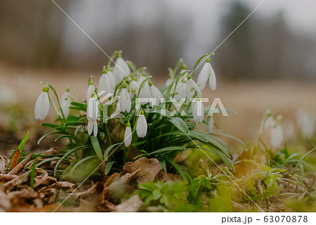 growing snowdrops in spring in park growing snowdrops in spring in park 63070878