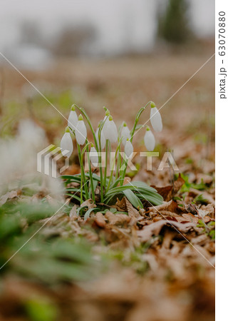 growing snowdrops in spring in park growing snowdrops in spring in park 63070880