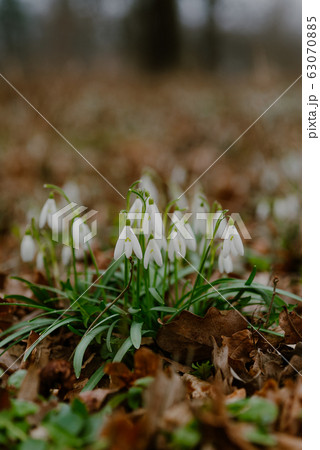 growing snowdrops in spring in park 63070885