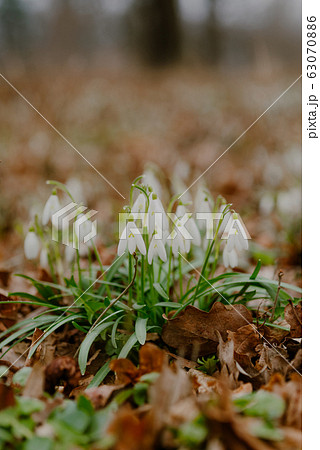growing snowdrops in spring in park growing snowdrops in spring in park 63070886