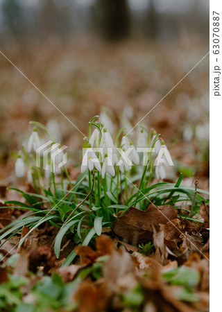 growing snowdrops in spring in park 63070887