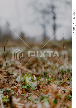 growing snowdrops in spring in park growing snowdrops in spring in park 63070888