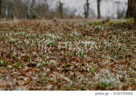 growing snowdrops in spring in park growing snowdrops in spring in park 63070889
