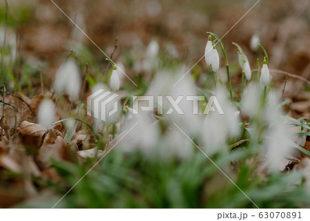 growing snowdrops in spring in park 63070891