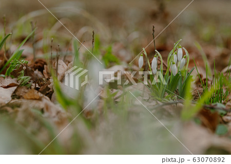growing snowdrops in spring in park 63070892