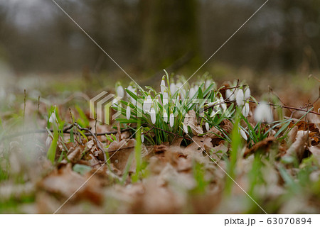 growing snowdrops in spring in park growing snowdrops in spring in park 63070894