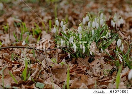 growing snowdrops in spring in park 63070895