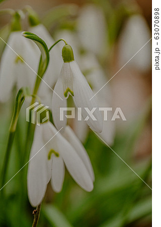 growing snowdrops in spring in park growing snowdrops in spring in park 63070898