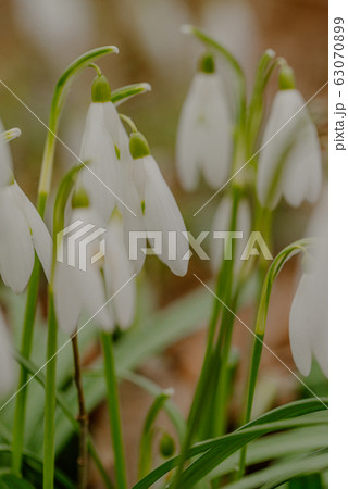 growing snowdrops in spring in park growing snowdrops in spring in park 63070899