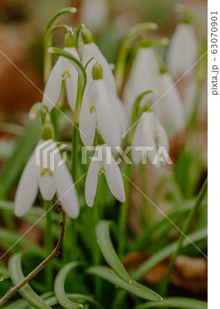 growing snowdrops in spring in park growing snowdrops in spring in park 63070901