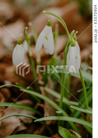 growing snowdrops in spring in park 63070904