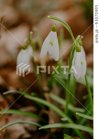 growing snowdrops in spring in park 63070905