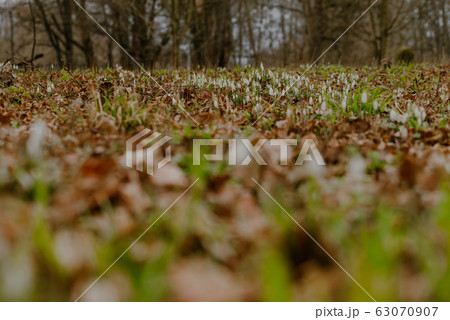 growing snowdrops in spring in park 63070907