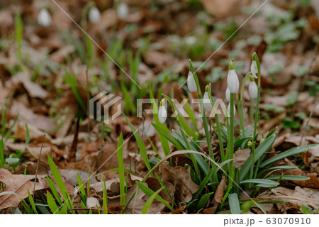 growing snowdrops in spring in park 63070910