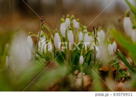 growing snowdrops in spring in park growing snowdrops in spring in park 63070911