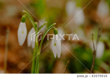 growing snowdrops in spring in park growing snowdrops in spring in park 63070916